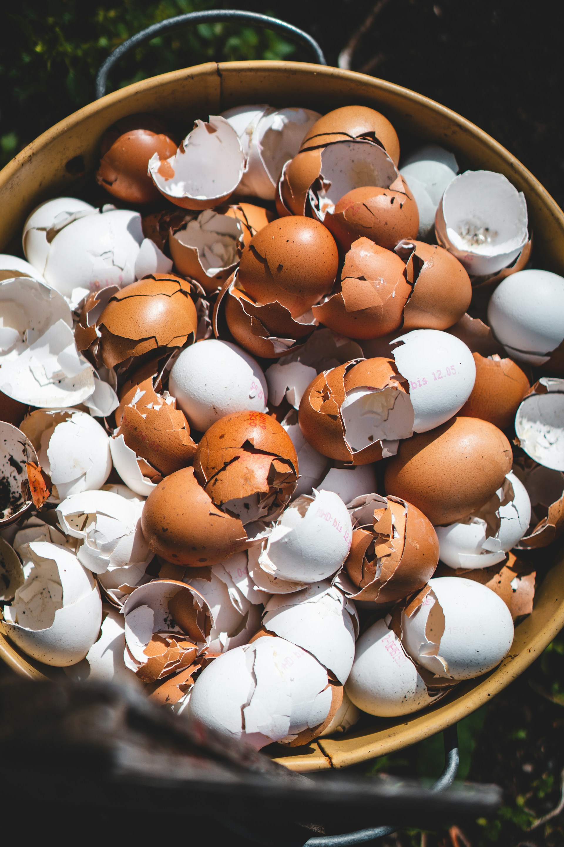 Eggshells for plants