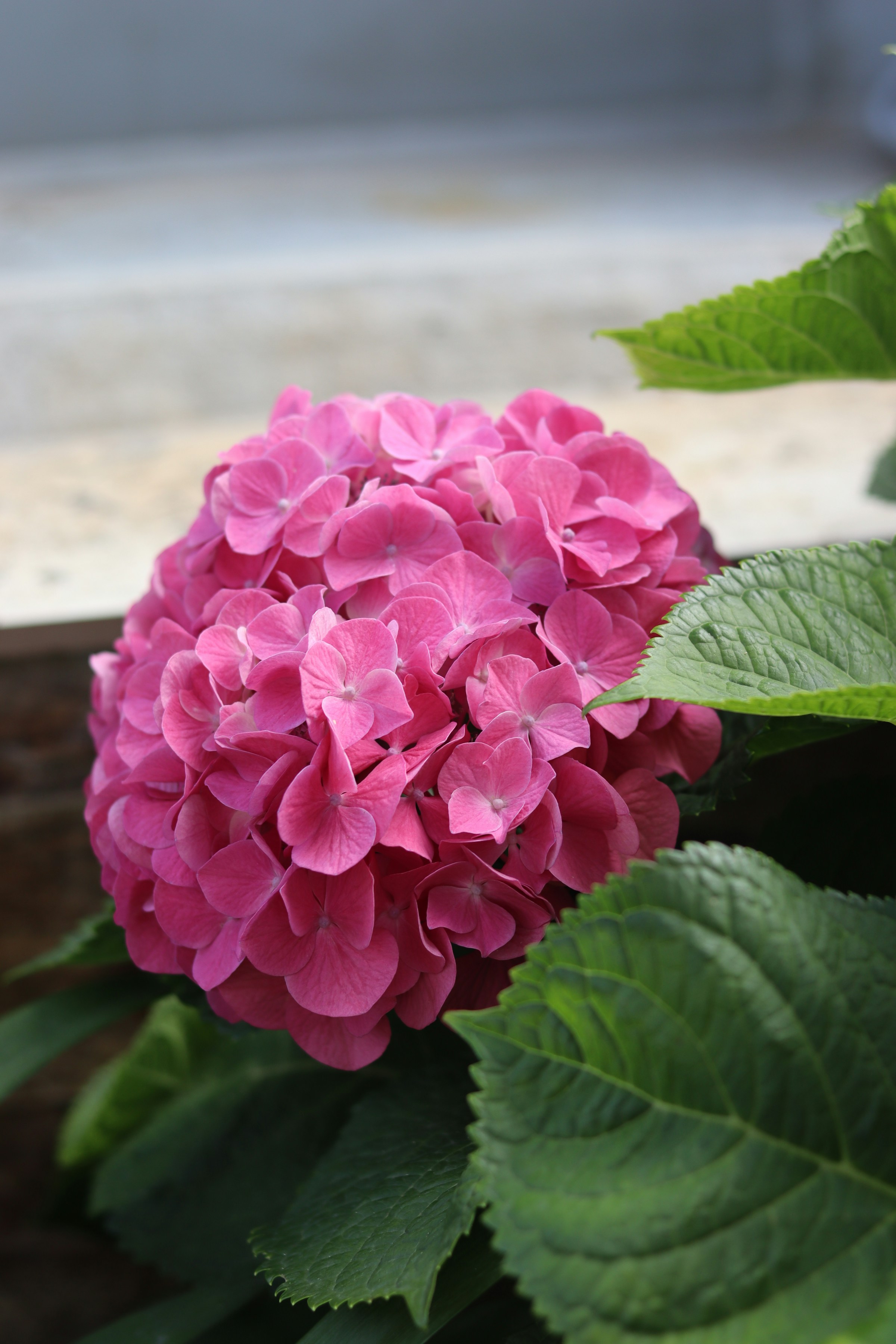Pink Hydrangeas
